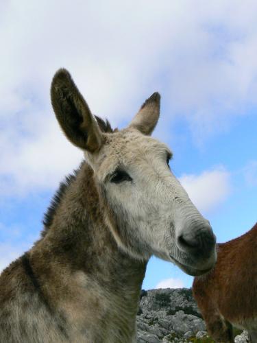 Fotografia de Guillermo Bernal - Galeria Fotografica: Luz y Senderos I - Foto: Sonrisa II
