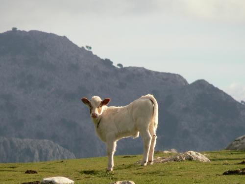 Fotografia de Guillermo Bernal - Galeria Fotografica: Luz y Senderos I - Foto: Ternero I