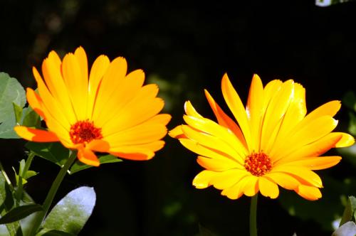 Fotografia de MaTrIxX - Galeria Fotografica: Flores - Foto: 