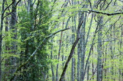 Fotografia de MaTrIxX - Galeria Fotografica: Flores - Foto: 