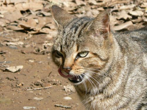 Fotografia de Guillermo Bernal - Galeria Fotografica: Luz y Senderos I - Foto: A comer