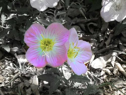 Fotografia de Guillermo Bernal - Galeria Fotografica: Varias - Foto: Flores