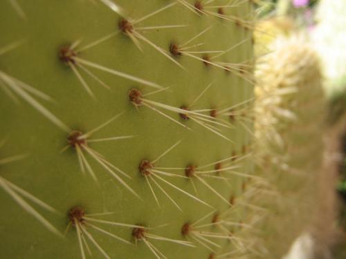 Fotografia de LgTF - Galeria Fotografica: Macro - Foto: 