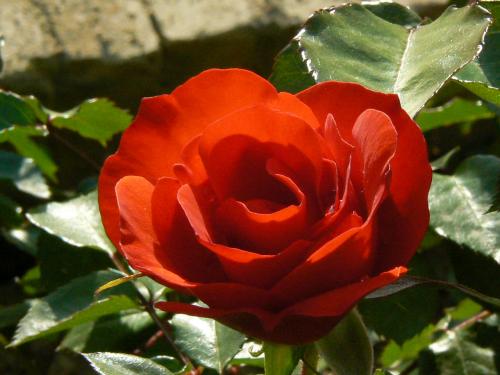 Fotografia de Guillermo Bernal - Galeria Fotografica: Luz y Senderos II - Foto: Rosa