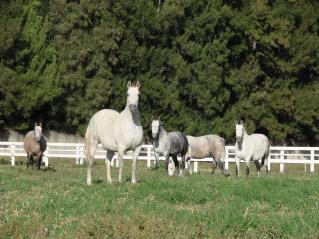 Fotografia de Mercado Ecuestre - Galeria Fotografica: CABALLOS - Foto: FOTOS DE CABALLOS Y YEGUAS EN MEXICO 2