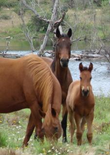 Fotografia de Mercado Ecuestre - Galeria Fotografica: CABALLOS - Foto: YEGUAS Y POTRILLO
