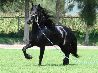 Fotografia de Mercado Ecuestre - Galeria Fotografica: CABALLOS - Foto: CABALLO FRISON
