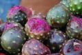 Fotos de Diana Do de O -  Foto: mercado temporal e guaalajara - temporaa de pitaya