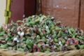 Fotos de Diana Do de O -  Foto: mercado temporal e guaalajara - guamuchiles
