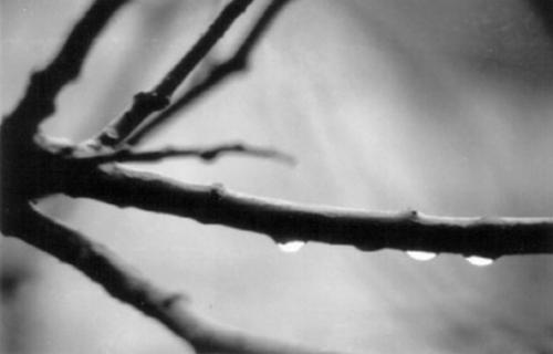 Fotografia de Buscador de Imagenes - Galeria Fotografica: Buscador de imagenes 2 - Foto: Detalle