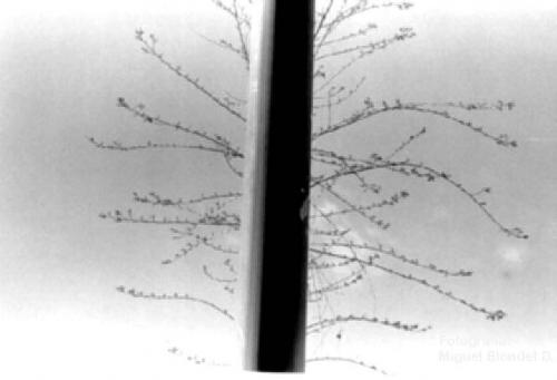 Fotografia de Buscador de Imagenes - Galeria Fotografica: Buscador de imagenes 2 - Foto: Poste con ramas.