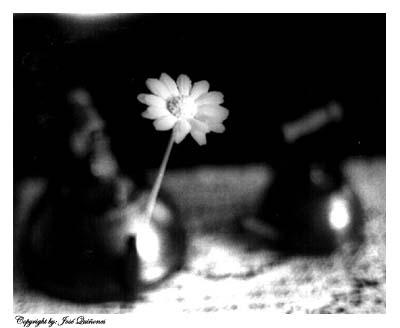 Fotografia de Jose Quiones - Galeria Fotografica: Imagen - Foto: Sencillez