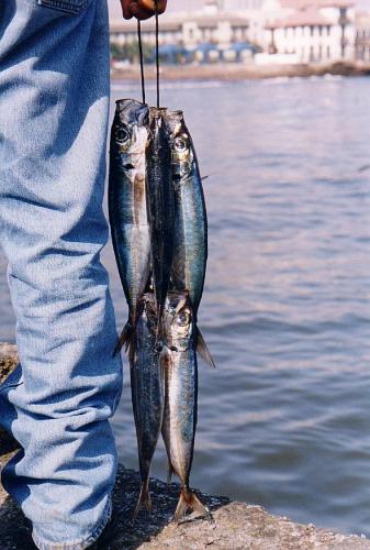 Fotografia de El holands errante - Galeria Fotografica: Portafolio - Foto: Caleta de pescadores Antofagasta 2005