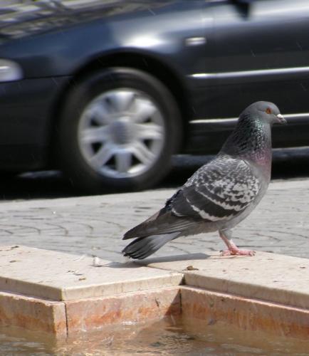 Fotografia de Elia Lpez - Galeria Fotografica: Lugares, etc II - Foto: Movimiento tras la PAZ