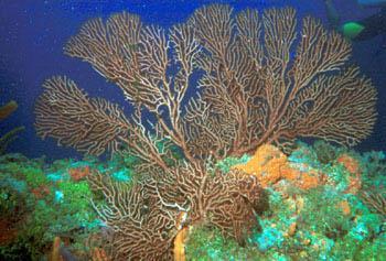 Fotografia de Angel Martinez - Galeria Fotografica: LO MEJOR DE LO MEJOR - Foto: LINDOS CORALES