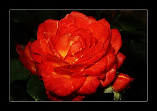 Fotografia de Jos� - Galeria Fotografica: EXPRESIONES - Foto: Para ti!