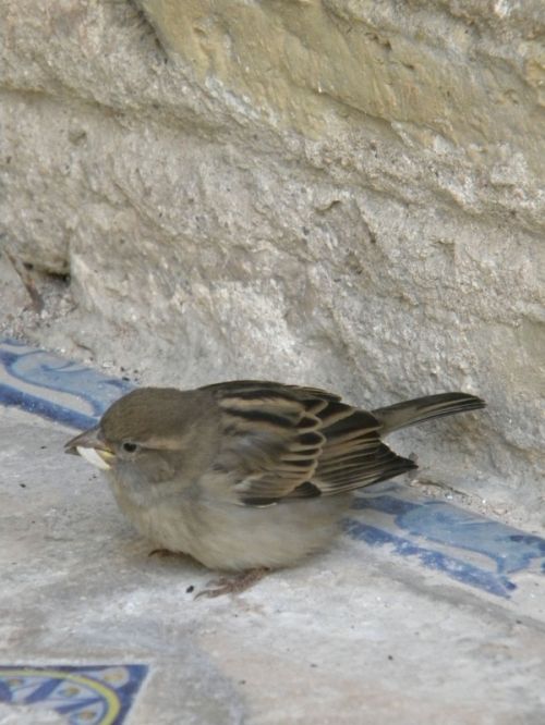 Fotografia de Elia Lpez - Galeria Fotografica: Lugares, etc II - Foto: Sevilla 2009.
