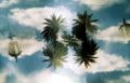 Fotos de m.eugenia.q -  Foto: split - paisaje con palmeras
