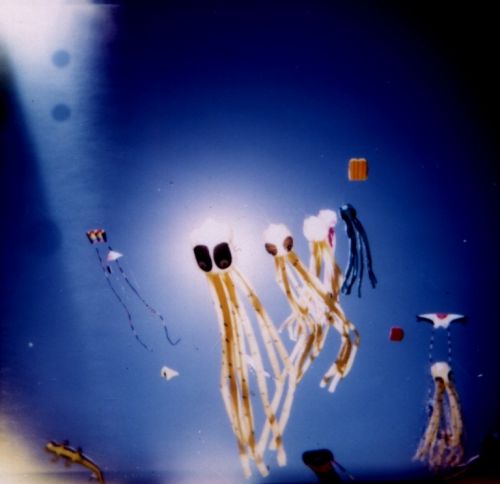 Fotografia de m.eugenia.q - Galeria Fotografica: Holgas - Foto: pulpos