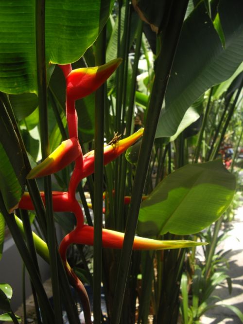 Fotografia de Lorenzo - Galeria Fotografica: Thaylandia - Foto: 