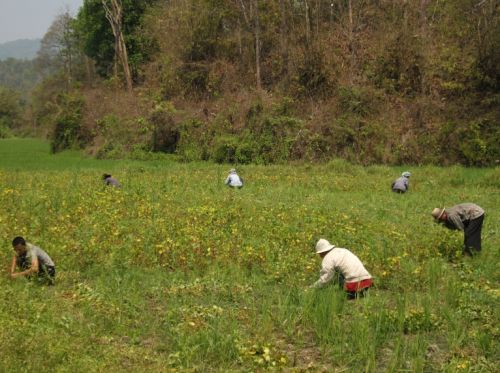 Fotografia de Lorenzo - Galeria Fotografica: Thaylandia - Foto: 