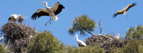 Fotografia de MANUEL SNCHEZ FOTGRAFO - Galeria Fotografica: AUTOR - Foto: 