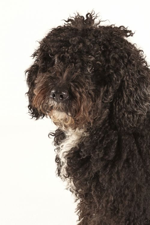 Fotografia de Estudio de fotografa Simn Aranda - Galeria Fotografica: Retratos - Foto: 