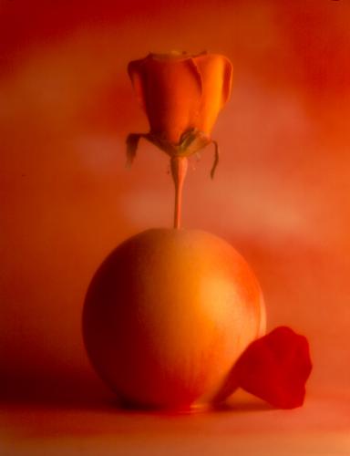 Fotografia de E S fotografia - Galeria Fotografica: E & S FOTOGRAFIA  galeria 1  Bodegones - Foto: florero