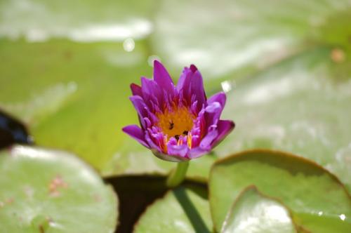 Fotografia de ARL - Galeria Fotografica: Ejemplos - Foto: Loto