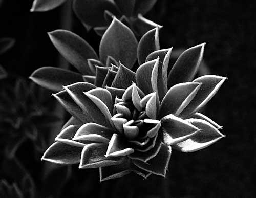 Fotografia de Mireia Canicio Ena - Galeria Fotografica: MI PUNTO DE VISTA - Foto: COMO UNA ESTRELLA