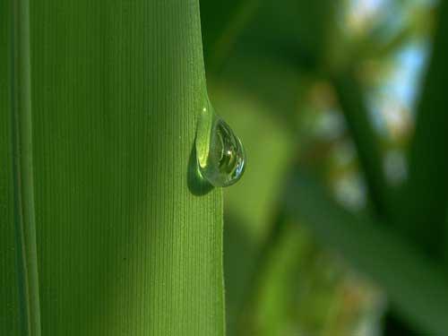 Fotografia de Mireia Canicio Ena - Galeria Fotografica: MI PUNTO DE VISTA - Foto: COMO UNA LAGRIMA