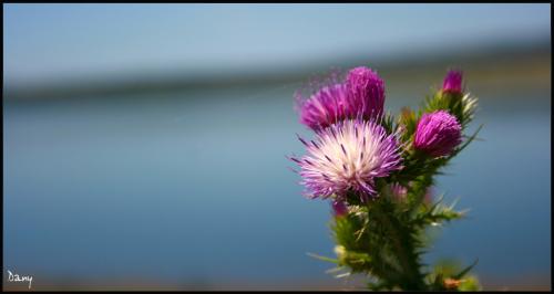 Fotografia de Daniel Maestre - Galeria Fotografica: Jos Torn - Foto: Cardo
