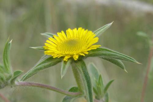 Fotografia de Mireia Canicio Ena - Galeria Fotografica: MI PUNTO DE VISTA - Foto: VERDEAMARILLO