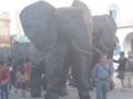 Foto de  Wichy - Galería: La Habana - Fotografía: Elefantes por la Habana
