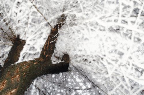 Fotografia de Javier Plasencia - Galeria Fotografica: Naturaleza y viajes - Foto: 