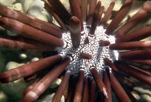 Fotografia de Javier Plasencia - Galeria Fotografica: Naturaleza y viajes - Foto: 