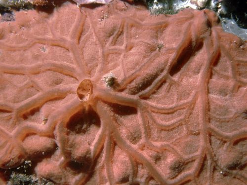 Fotografia de Javier Plasencia - Galeria Fotografica: Naturaleza y viajes - Foto: 