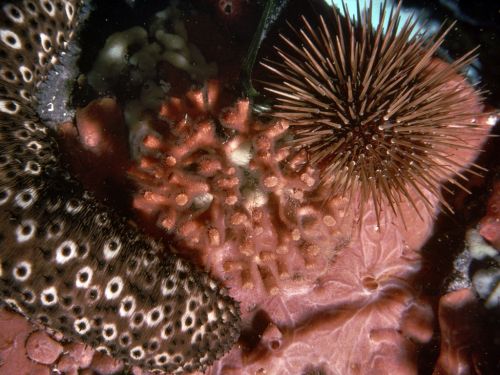 Fotografia de Javier Plasencia - Galeria Fotografica: Naturaleza y viajes - Foto: 