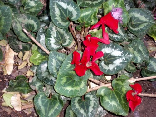 Fotografia de SergioLopez - Galeria Fotografica: Palma de Mallorca - Foto: rojizas