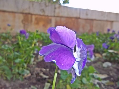 Fotografia de SergioLopez - Galeria Fotografica: Palma de Mallorca - Foto: flores