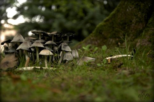 Fotografia de dope - Galeria Fotografica: naturaleza - Foto: 