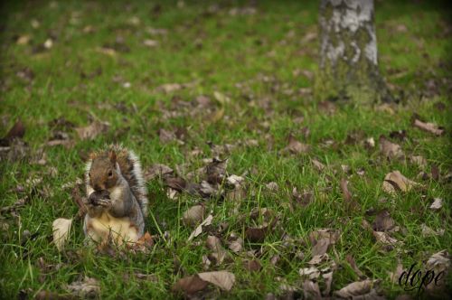 Fotografia de dope - Galeria Fotografica: naturaleza - Foto: 