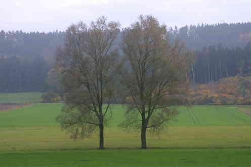 Fotografia de arte de Fototaker - Galeria Fotografica: paisajes y mas - Foto: trees in german fog