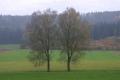 Miniatura Fotografías mas votadas » Fotografía: trees in german fo