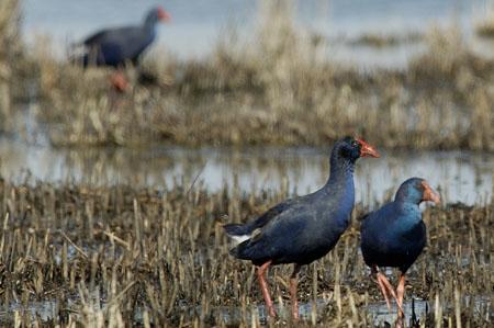 Fotografia de avesnatureza - Galeria Fotografica: aves e natureza - Foto: Camo