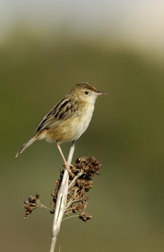 Fotografia de avesnatureza - Galeria Fotografica: aves e natureza - Foto: fuinha dos juncos
