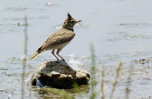 Fotografia de avesnatureza - Galeria Fotografica: aves e natureza - Foto: laverca