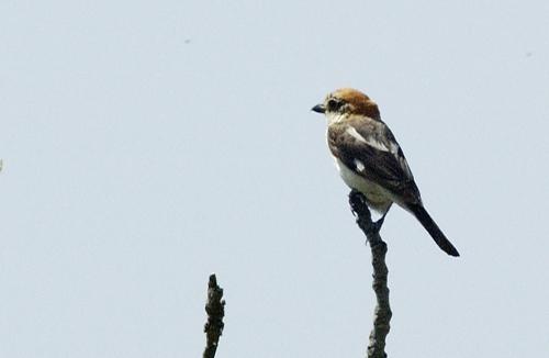 Fotografia de avesnatureza - Galeria Fotografica: aves e natureza - Foto: picano