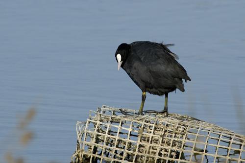 Fotografia de avesnatureza - Galeria Fotografica: aves e natureza - Foto: galeirao