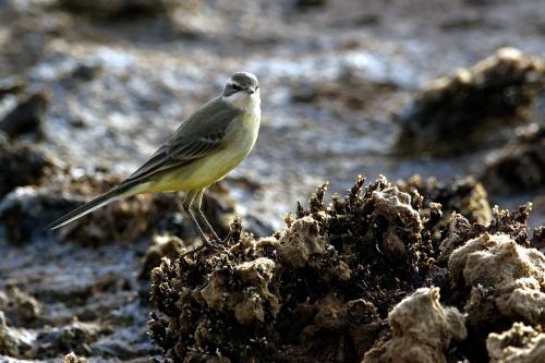Fotografia de avesnatureza - Galeria Fotografica: aves e natureza - Foto: alveola-amarela
